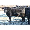 Image 7 : Riverview Farming Co. - 730# Steers - 85 Head (Saskatoon, SK)