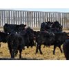 Image 2 : Babcock Livestock - 672# Steers - 83 Head (Consort, AB)