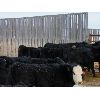 Image 3 : Babcock Livestock - 672# Steers - 83 Head (Consort, AB)