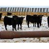 Image 4 : Babcock Livestock - 672# Steers - 83 Head (Consort, AB)