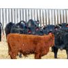 Image 6 : Babcock Livestock - 672# Steers - 83 Head (Consort, AB)