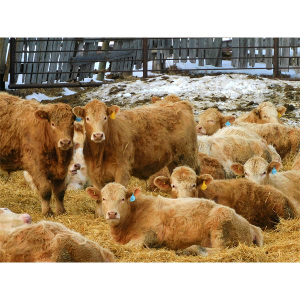Forbes Bros. Ranching - 865# Steers - 370 Head (Senlac, SK)