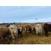 Image 6 : Forbes Bros. Ranching - 865# Steers - 370 Head (Senlac, SK)