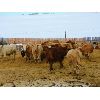 Image 7 : Forbes Bros. Ranching - 865# Steers - 370 Head (Senlac, SK)