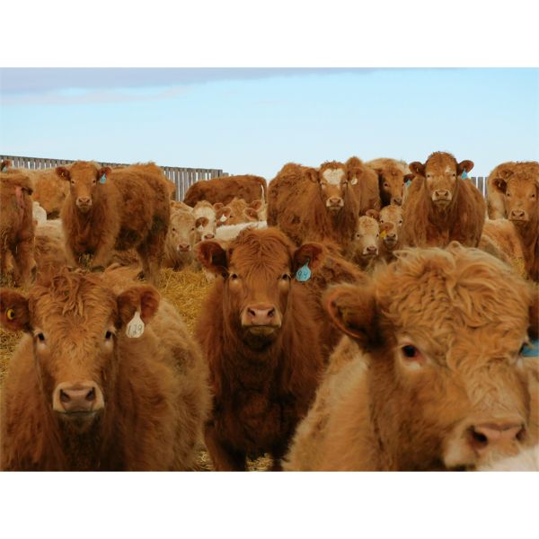 Forbes Bros. Ranching - 820# Heifers - 270 Head (Senlac, SK)