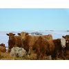 Image 6 : Forbes Bros. Ranching - 820# Heifers - 270 Head (Senlac, SK)