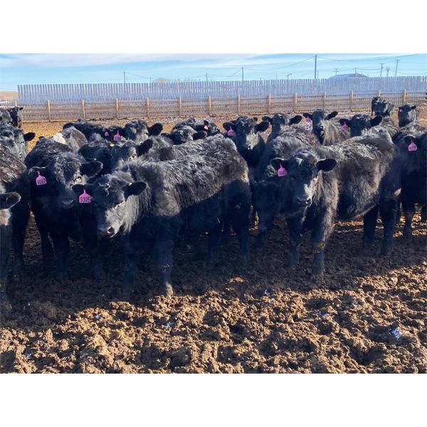 9 Bar Ranch - 875# Steers - 155 Head (Fincastle, AB)