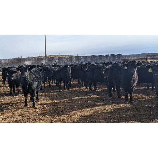 Bar Two Three Ranches - 740# Heifers - 120 Head (Big Valley, AB)