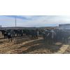 Image 3 : Bar Two Three Ranches - 740# Heifers - 120 Head (Big Valley, AB)