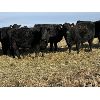Image 5 : Bilben Farms - Black Angus Based Bred Heifers - 15 Head (Airdrie, AB)