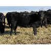 Image 6 : Bilben Farms - Black Angus Based Bred Heifers - 15 Head (Airdrie, AB)