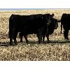 Image 9 : Bilben Farms - Black Angus Based Bred Heifers - 15 Head (Airdrie, AB)