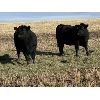 Image 2 : Bilben Farms - Black Angus Based Bred Heifers - 15 Head (Airdrie, AB)