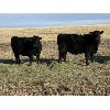 Image 3 : Bilben Farms - Black Angus Based Bred Heifers - 15 Head (Airdrie, AB)