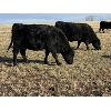 Image 7 : Bilben Farms - Black Angus Based Bred Heifers - 15 Head (Airdrie, AB)