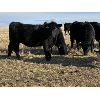 Image 8 : Bilben Farms - Black Angus Based Bred Heifers - 15 Head (Airdrie, AB)