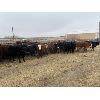 Image 1 : Stan Church - 681# Heifers - 75 Head (Cochrane, AB)