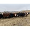 Image 3 : Stan Church - 681# Heifers - 75 Head (Cochrane, AB)