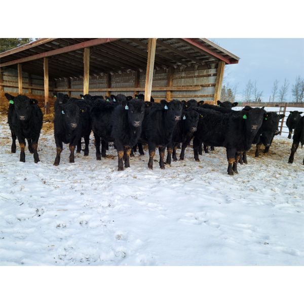 Vandenhoven Farms - 700# Heifers - 58 Head (Rimbey, AB)