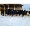 Image 1 : Vandenhoven Farms - 700# Heifers - 58 Head (Rimbey, AB)