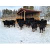 Image 3 : Vandenhoven Farms - 700# Heifers - 58 Head (Rimbey, AB)