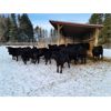 Image 5 : Vandenhoven Farms - 700# Heifers - 58 Head (Rimbey, AB)