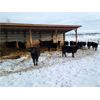 Image 6 : Vandenhoven Farms - 700# Heifers - 58 Head (Rimbey, AB)