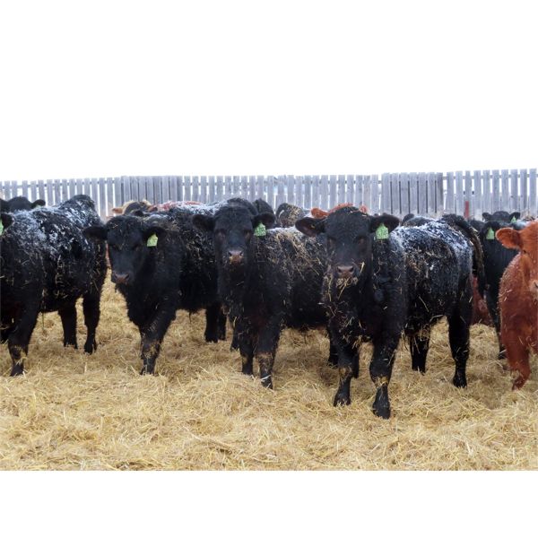CDA Farms Ltd.  - 760# Steers - 76 Head (Lemberg, SK)