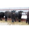 Image 3 : CDA Farms Ltd.  - 760# Steers - 76 Head (Lemberg, SK)