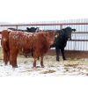 Image 4 : CDA Farms Ltd.  - 760# Steers - 76 Head (Lemberg, SK)
