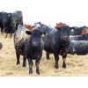 Image 5 : CDA Farms Ltd.  - 760# Steers - 76 Head (Lemberg, SK)