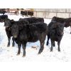 Image 4 : Rudy & Tory Tangedal - 625# Steers - 30 Head (Saltcoats, SK)