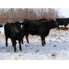 Image 5 : Rudy & Tory Tangedal - 625# Steers - 30 Head (Saltcoats, SK)