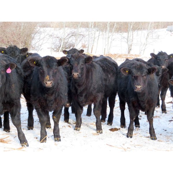 Rudy & Tory Tangedal - 690# Heifers - 75 Head (Saltcoats, SK)