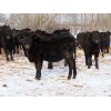 Image 4 : Rudy & Tory Tangedal - 690# Heifers - 75 Head (Saltcoats, SK)
