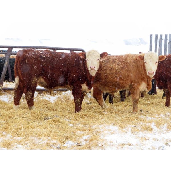 Calvin Kotylak - 700# Steers - 72 Head (Kendal, SK)
