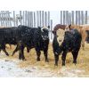 Image 6 : Calvin Kotylak - 700# Steers - 72 Head (Kendal, SK)