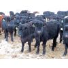 Image 1 : Tom Harrison - 650# Heifers - 60 Head (Regina Beach, SK)
