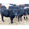 Image 3 : Tom Harrison - 650# Heifers - 60 Head (Regina Beach, SK)