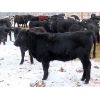Image 4 : Tom Harrison - 650# Heifers - 60 Head (Regina Beach, SK)