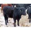 Image 5 : Tom Harrison - 650# Heifers - 60 Head (Regina Beach, SK)