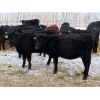 Image 6 : Tom Harrison - 650# Heifers - 60 Head (Regina Beach, SK)