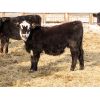Image 1 : Jordan Baumung - 625# Steers - 25 Head (MacNutt, SK)