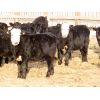 Image 7 : Jordan Baumung - 625# Steers - 25 Head (MacNutt, SK)