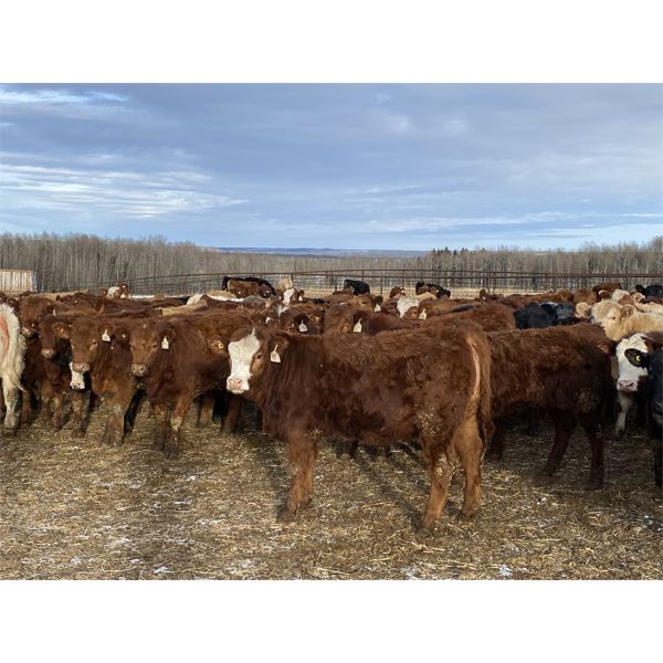 Cunningham Cattle Co. - 860# Heifers - 145 Head (Sundre, AB)