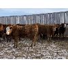 Image 4 : Cunningham Cattle Co. - 860# Heifers - 145 Head (Sundre, AB)