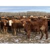 Image 5 : Cunningham Cattle Co. - 860# Heifers - 145 Head (Sundre, AB)
