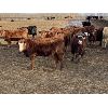 Image 6 : Cunningham Cattle Co. - 860# Heifers - 145 Head (Sundre, AB)