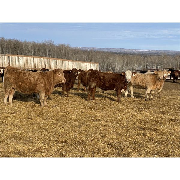 Cunningham Cattle Co. - 800# Heifers - 75 Head (Sundre, AB)