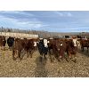Image 2 : Cunningham Cattle Co. - 800# Heifers - 75 Head (Sundre, AB)